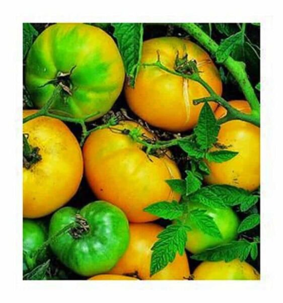 Fresh 50 Seeds Azoychka Tomato Vegetable Planting Tomatoe Garden