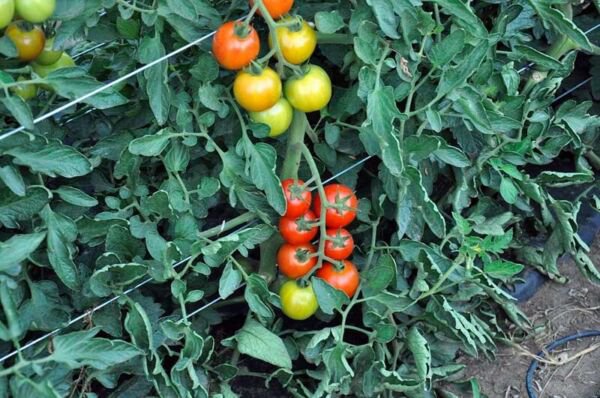 Fresh 50 Seeds Adoration Tomato Vegetable Planting Tomatoe Garden