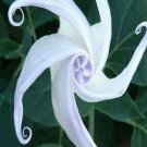 Fresh 25 Seeds White Moon Flower Odd Plants To Grow Garden