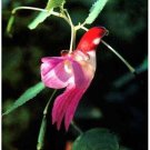 Fresh 25 Seeds Parrot Orchid Bird Flower Exotic Odd Plants To Grow Garden
