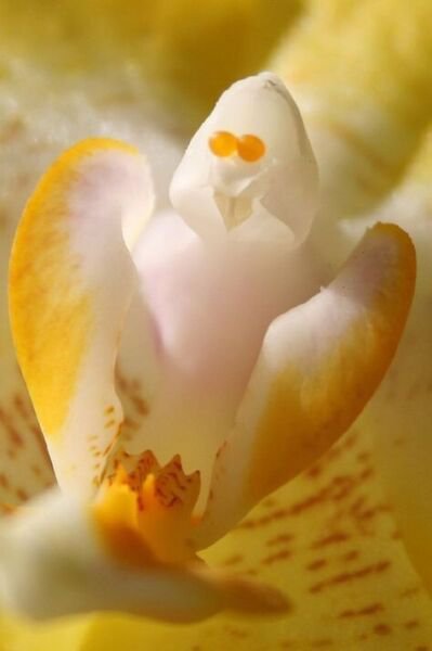Fresh 25 Seeds Ghost Orchid White Flower Dendrophylax Lindenii Garden