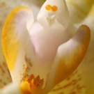 Fresh 25 Seeds Ghost Orchid White Flower Dendrophylax Lindenii Garden