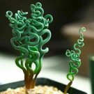 Fresh 25 Seeds Swirl Cact Living Stones Flower Succulent Rare Succulent Garden