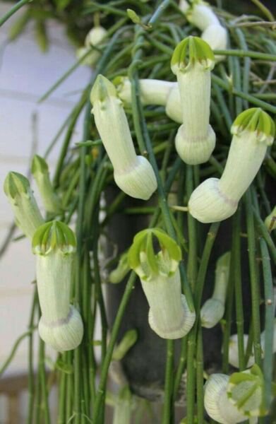Fresh 25 Seeds Bhman'S Pipe Flower Penis Looking Exotic Tropical Hoeplant Garden