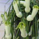 Fresh 25 Seeds Bhman'S Pipe Flower Penis Looking Exotic Tropical Hoeplant Garden