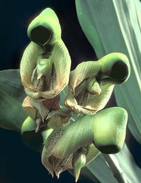 Fresh 25 Seeds Holy Ghost Orchid Flower Exotic Tropical Hoeplant Garden