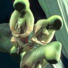 Fresh 25 Seeds Holy Ghost Orchid Flower Exotic Tropical Hoeplant Garden
