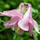 Fresh 10 Seeds Pink Swan Orchid Flower Exotic Tropical Hoeplant Garden