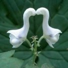 Fresh 10 Seeds Swan Orchid Flower Exotic Tropical Hoeplant Garden