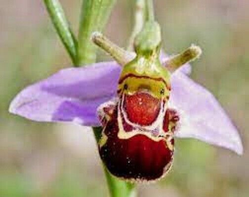 Fresh 10 Seeds Bee Orchid Flower Ophrys Apifera Exotic Tropical Hoeplant Garden