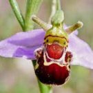 Fresh 10 Seeds Bee Orchid Flower Ophrys Apifera Exotic Tropical Hoeplant Garden