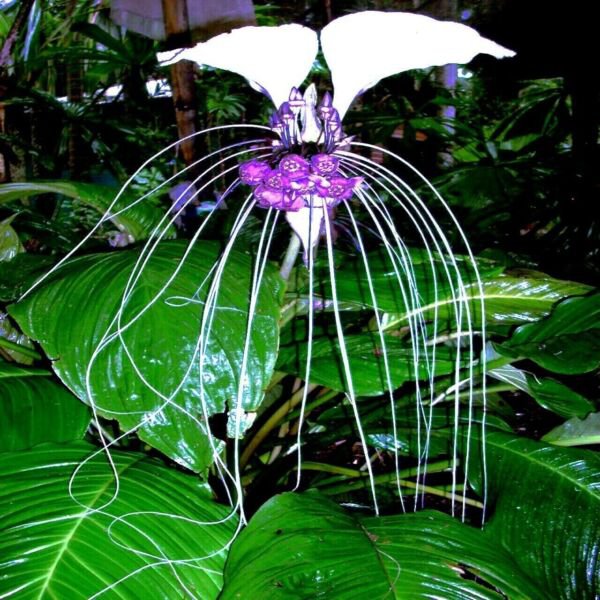 Fresh 10 Seeds White Bat Orchid Flower Exotic Tropical Hoeplant Garden