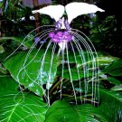 Fresh 10 Seeds White Bat Orchid Flower Exotic Tropical Hoeplant Garden