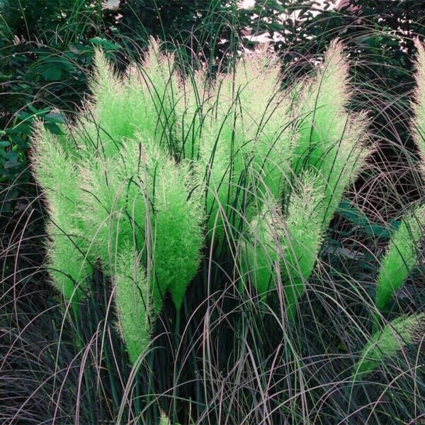 Fresh 200 Seeds Green Pampas Grass Seeds Rare Unual Stunning Flower Garden
