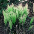 Fresh 200 Seeds Green Pampas Grass Seeds Rare Unual Stunning Flower Garden