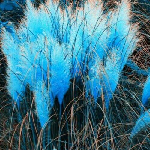 Fresh 200 Seeds Blue Pampas Grass Seeds Rare Unual Stunning Flower Garden