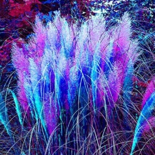Fresh 200 Seeds Blue & Pink Pampas Grass Seeds Rare Unual Stunning Flower Garden