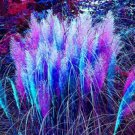 Fresh 200 Seeds Blue & Pink Pampas Grass Seeds Rare Unual Stunning Flower Garden