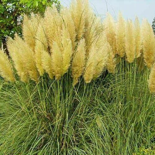 Fresh 200 Seeds Yellow Pampas Grass Seeds Rare Unual Stunning Flower Garden