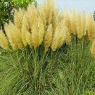 Fresh 200 Seeds Yellow Pampas Grass Seeds Rare Unual Stunning Flower Garden