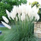 Fresh 200 Seeds White Pampas Grass Seeds Rare Unual Stunning Flower Garden