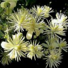Fresh 25 Seeds Travelers Joy Clematis Beautiful Flowers Ing Garden