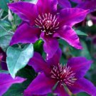 Fresh 25 Seeds Purple Pink Clematis Beautiful Flowers Ing Garden