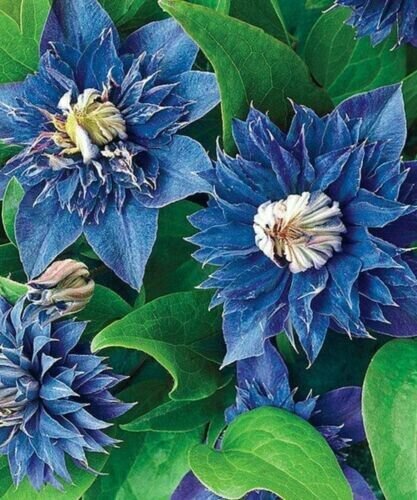 Fresh 25 Seeds Blue Clematis Beautiful Double Flowers Ing Garden