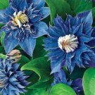 Fresh 25 Seeds Blue Clematis Beautiful Double Flowers Ing Garden