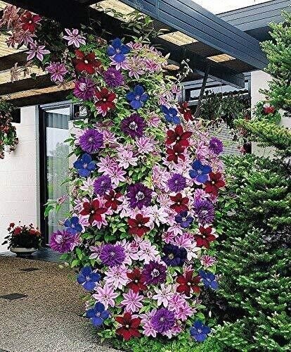 Fresh 25 Seeds Mixed Colors Clematis Beautiful Flowers Ing Garden