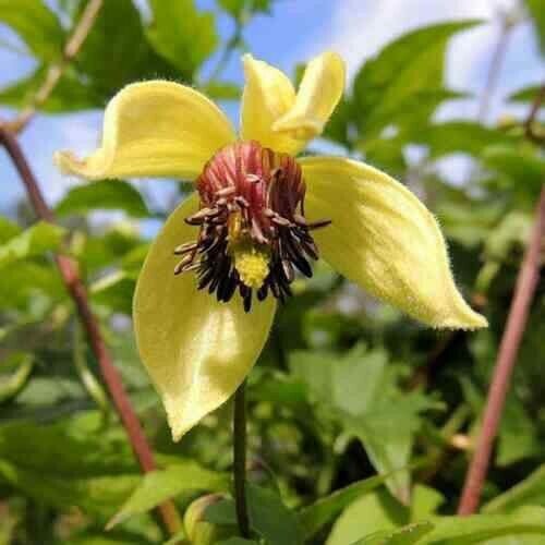 Fresh 25 Seeds Yellow Clematis Beautiful Flowers Ing Garden