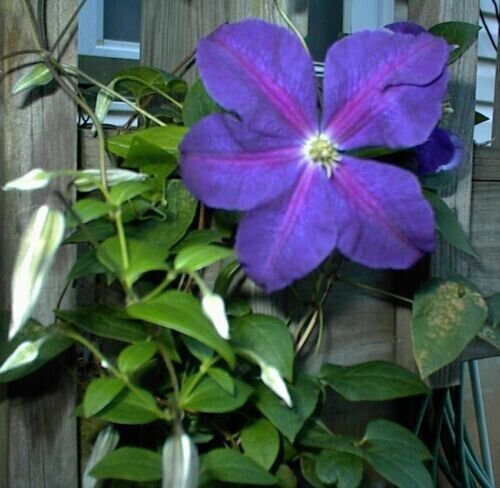 Fresh 25 Seeds Purple Clematis Beautiful Flowers Ing Garden