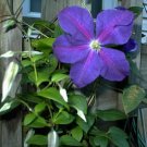 Fresh 25 Seeds Purple Clematis Beautiful Flowers Ing Garden