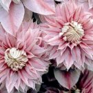 Fresh 25 Double Light Pink Clematis Seeds Beautiful Flowers Ing Garden