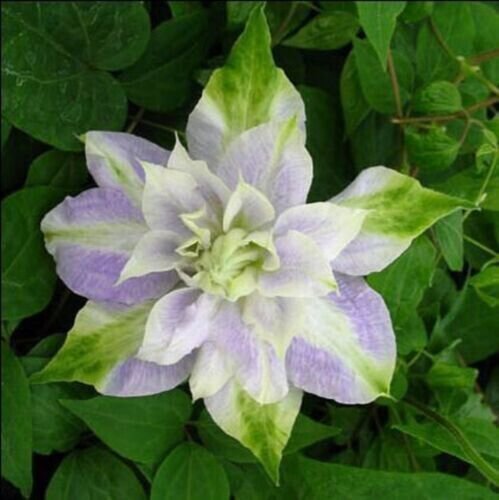 Fresh 25 Seeds Purple Green Clematis Beautiful Flowers Ing Garden