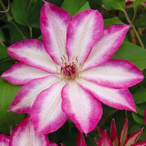 Fresh 25 Seeds Pink White Clematis Beautiful Flowers Ing Garden