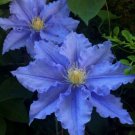 Fresh 25 Seeds Blue Clematis Beautiful Flowers Ing Garden