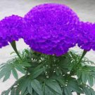 Fresh 25 Seeds Purple Marigold Flowers Beautiful Easy To Grow Garden