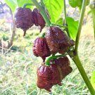 Fresh 25 Seeds Chocolate Carolina Reaper Chili Pepper World Record Hot Peppers Food Garden
