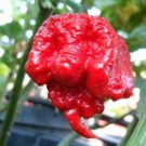 Fresh 10 Seeds Hells Gate Hot Peppers Extreme Heat- Food- Garden