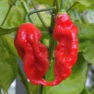 Fresh 25 Seeds Ghost Pepper Red Bhut Jolokia World Record Hot Peppers Garden