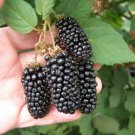 Fresh 100 Seeds Blackberry Giant Size Sweet & Juicy Mouth Watering Blackberries Huge Garden