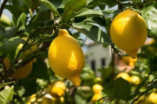 Fresh 5 Lemon Seeds Organic Nongmo Fruit Citr Trees Planting Garden
