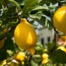Fresh 5 Lemon Seeds Organic Nongmo Fruit Citr Trees Planting Garden