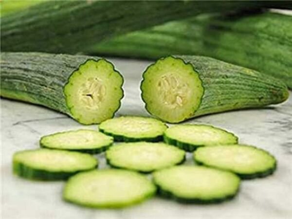 Fresh 25 Seeds Tortarello Verde Scuro Cucumbers A Variety From Italy Vegetable Garden