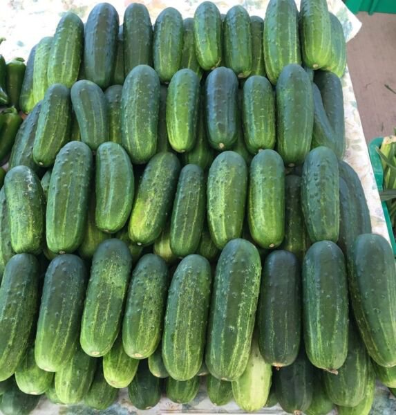 Fresh 25 Seeds Kentucky Cucumbers Quick Harvest Of 52 Garden