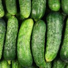 Fresh 25 Seeds Hawaii Cucumbers Tasty Crunchy Fast Growth 52 Garden