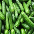 Fresh 25 Seeds Arizona Cucumbers Crop Seeds Pickling Slicing Salad Garden