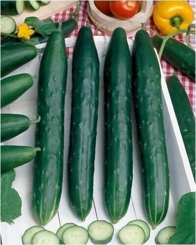 Fresh 25 Seeds Burpless Cucumbers 10/12"" Long Crispy Vegetable Cucks Sala Garden