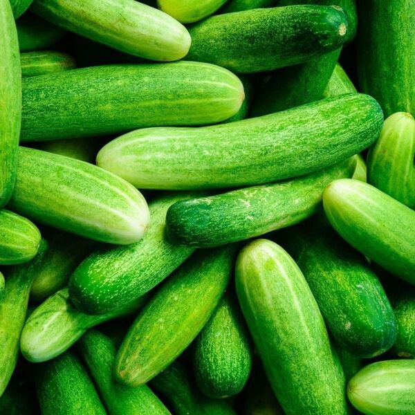 Fresh 25 Seeds Nevada Cucumbers Vegetable Planting Cucks Crunchy Tasty Vegs Garden